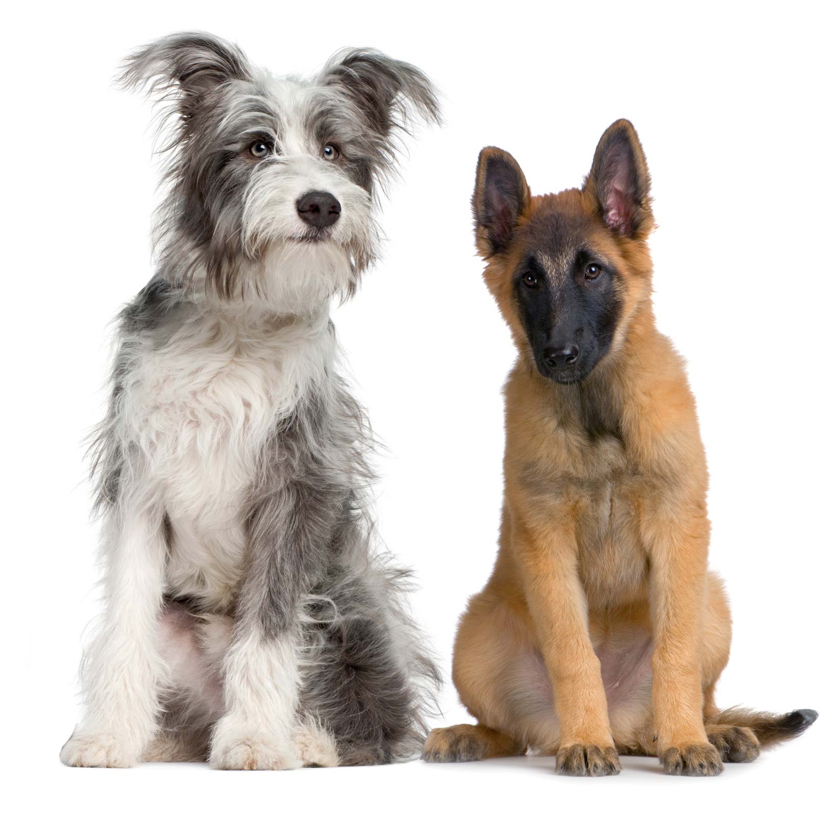 Luxury Mobile Grooming MJ's Pet Spaw Luxury Pet Grooming Orange